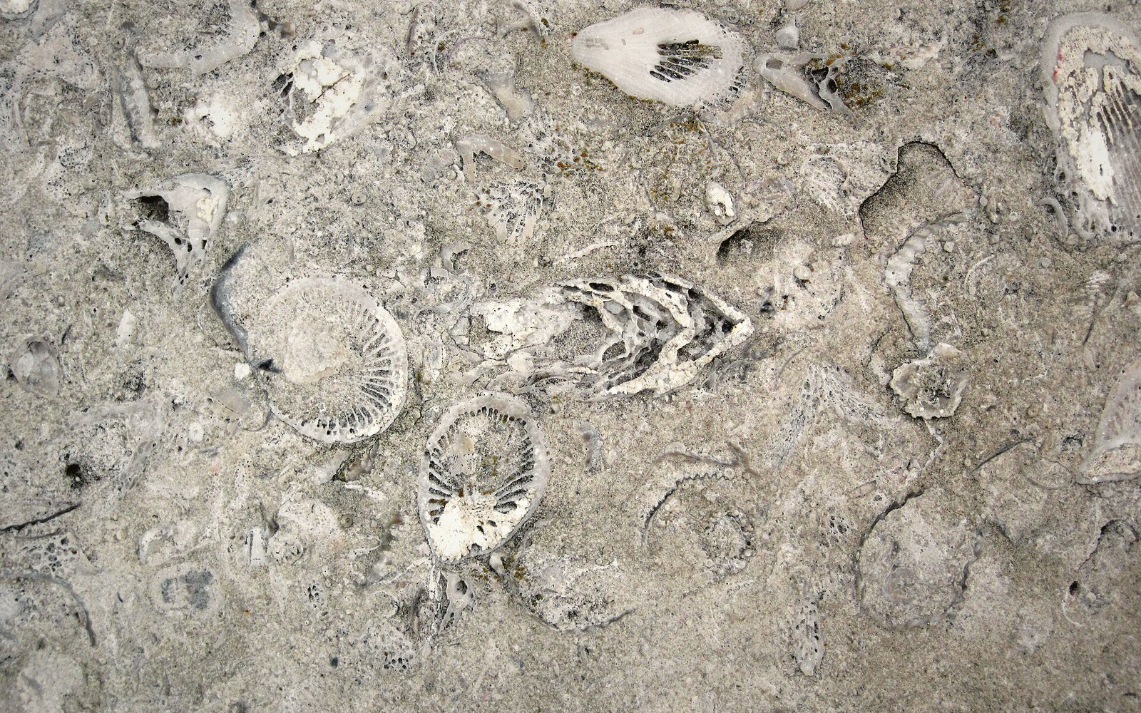 Fossilized shells and shell fragments embedded in a slab of quarried limestone
